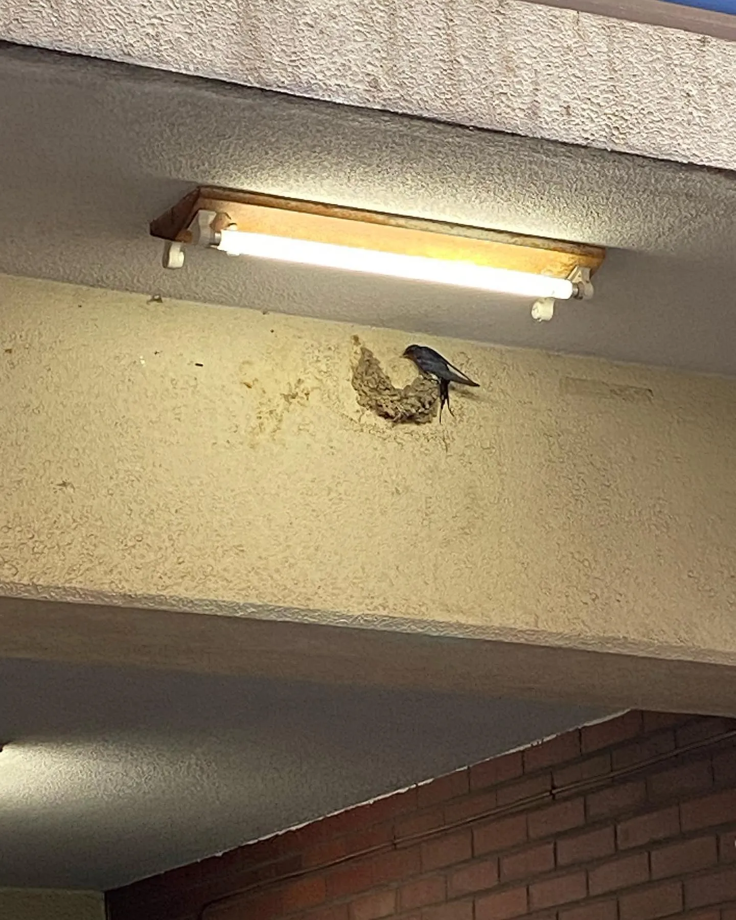 久しぶりにバーズの入口のトコにツバメちゃんがやって来てたー！...