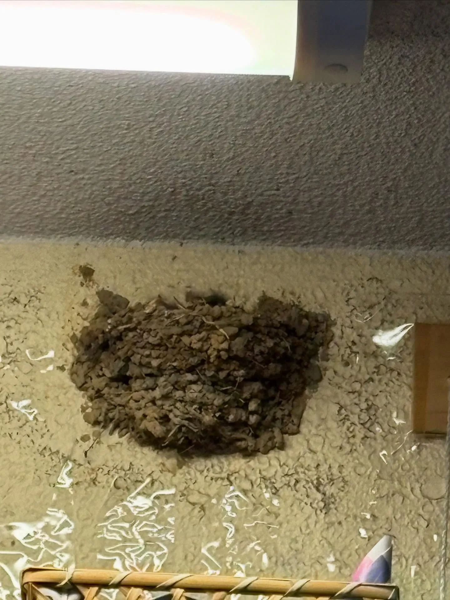 ツバメちゃんの成長記録🥰