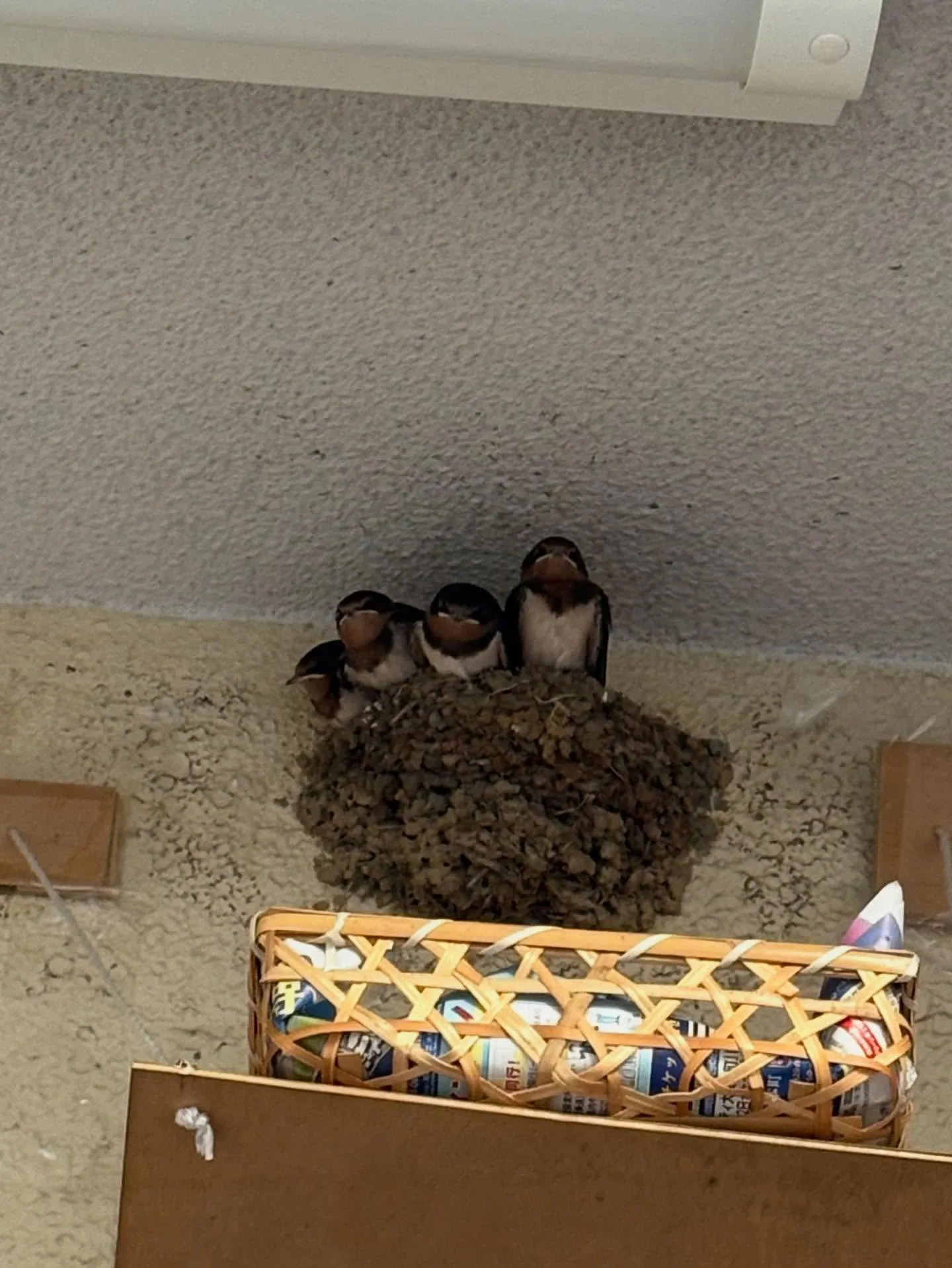 ツバメちゃんの成長記録🥰